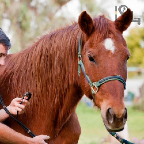 دستورالعمل های سازمان دامپزشکی کشور در خصوص محصولات داروئی دامپزشکی