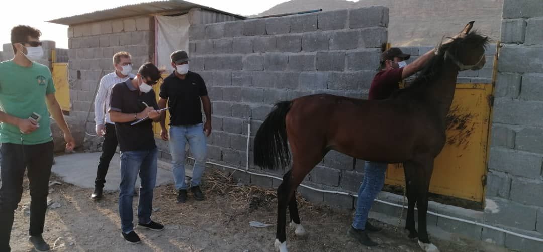 شروع فعالیت کارشناسان معاونت فنی فدراسیون سوارکاری در استان فارس، شهرستان اوز