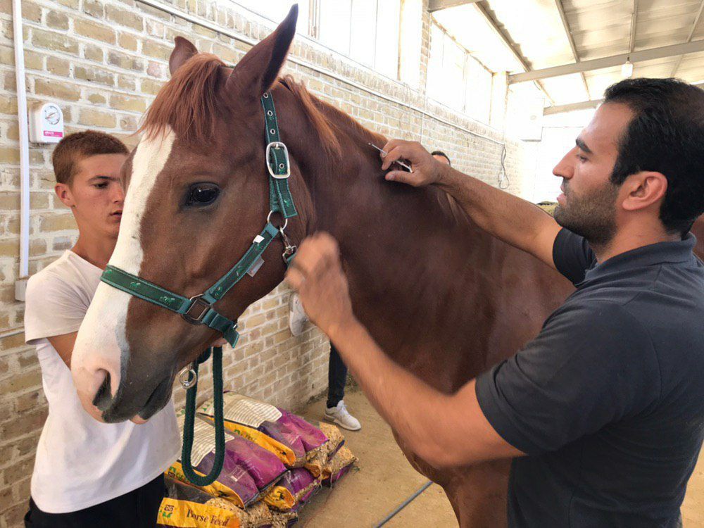 گزارش تصویری میکروچیپ گذاری اسبهای ورزشی در استان قزوین