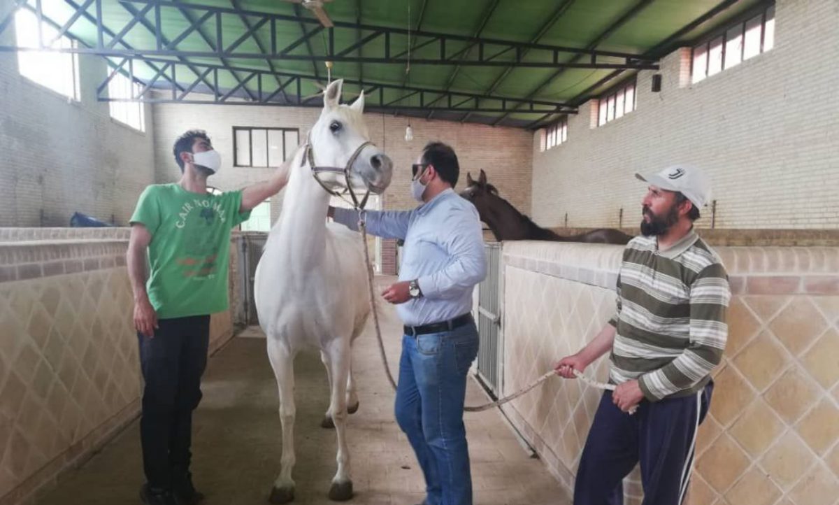 گزارش تصویری آغاز میکروچیپ گذاری در استان یزد