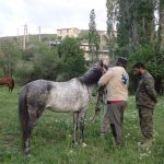 دومین هفته ی آموزش سوارکاری به پرسنل یگان حفاظت اداره حفاظت محیط زیست شهرستان طالقان